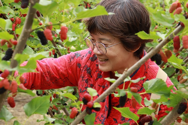 陈岳芬老师采摘桑葚